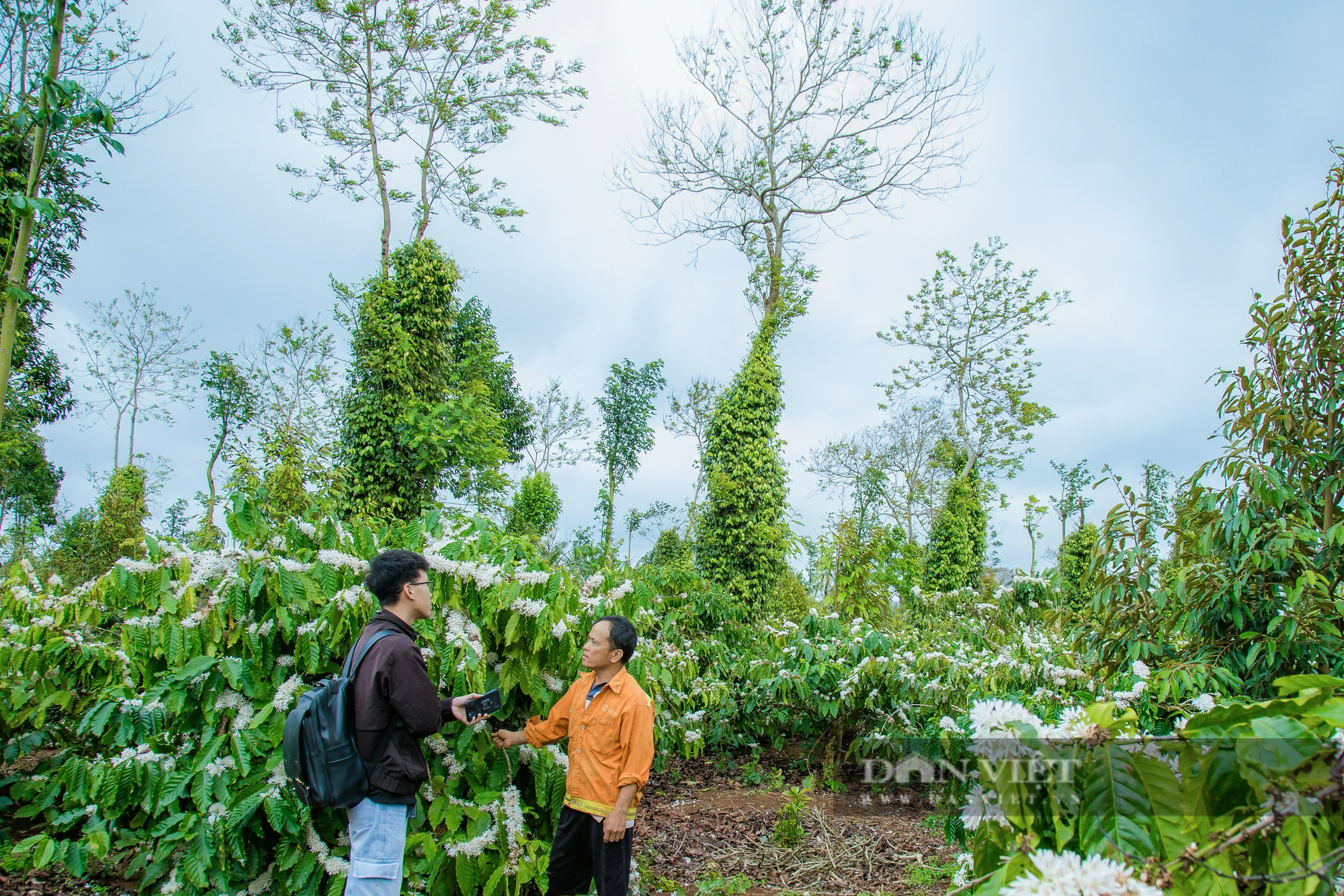 Mưa trái mùa ở Đắk Lắk đẩy nhiều loại cây tiền tỷ vào nguy cơ mất mùa - Ảnh 1.